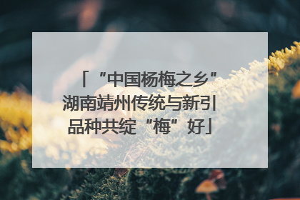 “中国杨梅之乡”湖南靖州传统与新引品种共绽“梅”好