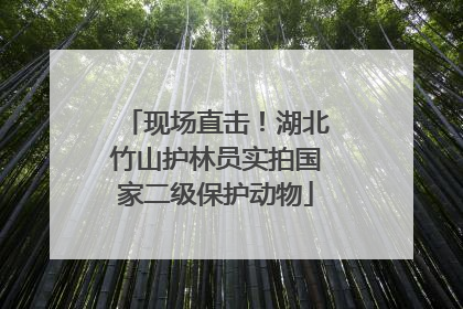 现场直击！湖北竹山护林员实拍国家二级保护动物