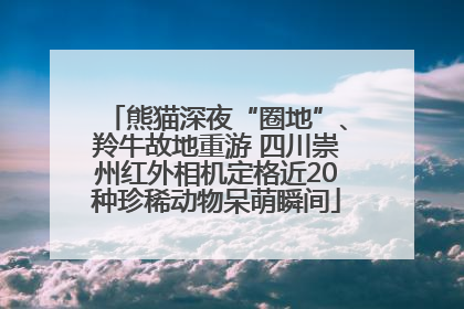 熊猫深夜“圈地”、羚牛故地重游 四川崇州红外相机定格近20种珍稀动物呆萌瞬间