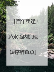 百年重逢！泸水境内惊现短序醉鱼草