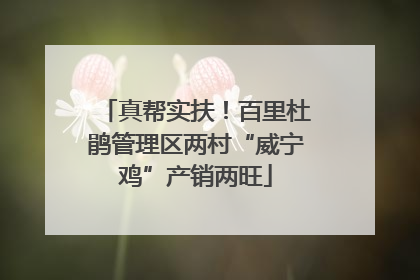 真帮实扶！百里杜鹃管理区两村“威宁鸡”产销两旺