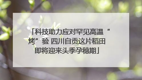 科技助力应对罕见高温“烤”验 四川自贡这片稻田即将迎来头季孕穗期