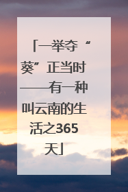 一举夺“葵”正当时——有一种叫云南的生活之365天