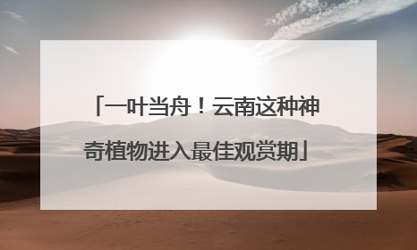 一叶当舟！云南这种神奇植物进入最佳观赏期