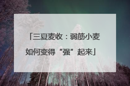 三夏麦收：弱筋小麦如何变得“强”起来