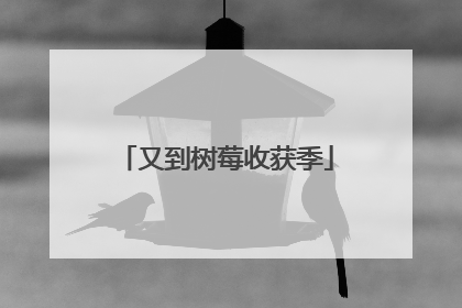 又到树莓收获季