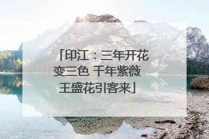 印江：三年开花变三色 千年紫薇王盛花引客来