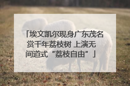 埃文凯尔现身广东茂名 赏千年荔枝树 上演无间道式“荔枝自由”