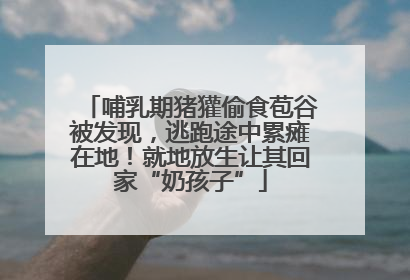 哺乳期猪獾偷食苞谷被发现，逃跑途中累瘫在地！就地放生让其回家“奶孩子”