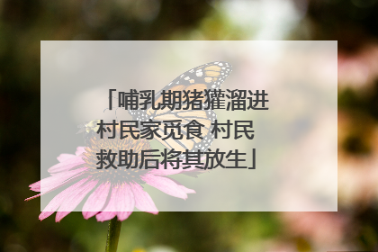 哺乳期猪獾溜进村民家觅食 村民救助后将其放生