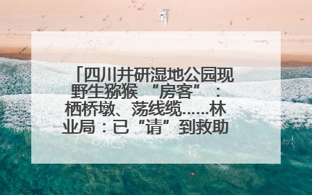 四川井研湿地公园现野生猕猴 “房客”：栖桥墩、荡线缆……林业局：已“请”到救助站，将放归自然