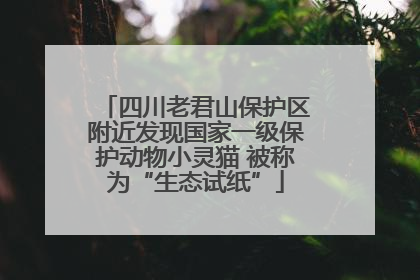 四川老君山保护区附近发现国家一级保护动物小灵猫 被称为“生态试纸”