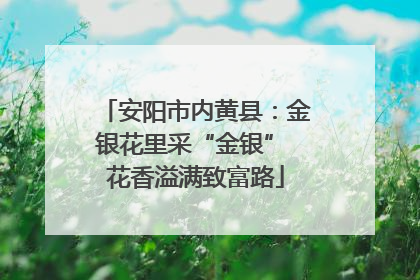 安阳市内黄县：金银花里采“金银” 花香溢满致富路