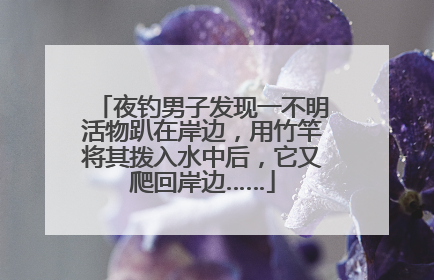 夜钓男子发现一不明活物趴在岸边，用竹竿将其拨入水中后，它又爬回岸边……