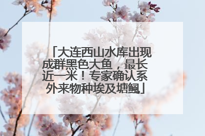 大连西山水库出现成群黑色大鱼，最长近一米！专家确认系外来物种埃及塘鲺