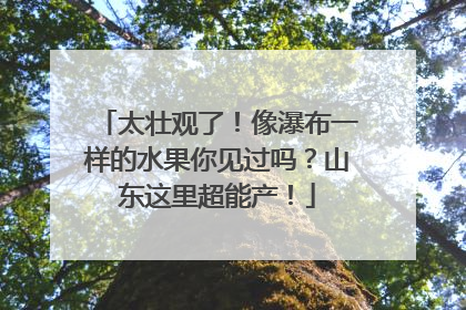太壮观了！像瀑布一样的水果你见过吗？山东这里超能产！