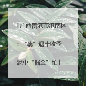 广西贵港市港南区：“藕”遇丰收季 泥中“掘金”忙