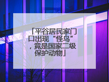 平谷居民家门口出现“怪鸟”，竟是国家二级保护动物
