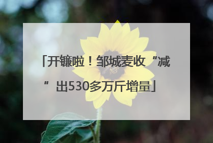 开镰啦！邹城麦收“减”出530多万斤增量