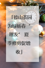 捺山茶园为绿杨春“理发” 夏季修剪促增收