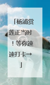 杨浦赏莲正当时！等你速速打卡→