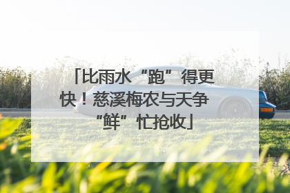 比雨水“跑”得更快！慈溪梅农与天争“鲜”忙抢收
