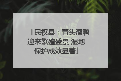 民权县：青头潜鸭迎来繁殖盛景 湿地保护成效显著