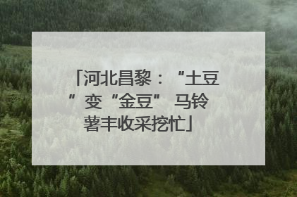 河北昌黎：“土豆”变“金豆” 马铃薯丰收采挖忙