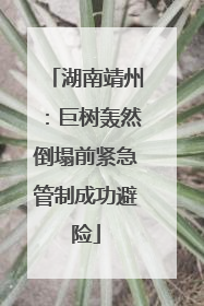 湖南靖州：巨树轰然倒塌前紧急管制成功避险