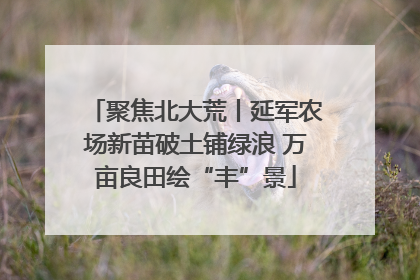 聚焦北大荒丨延军农场新苗破土铺绿浪 万亩良田绘“丰”景