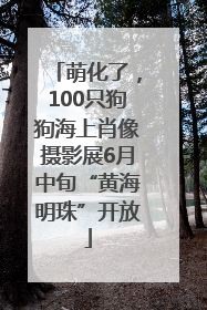 萌化了，100只狗狗海上肖像摄影展6月中旬“黄海明珠”开放