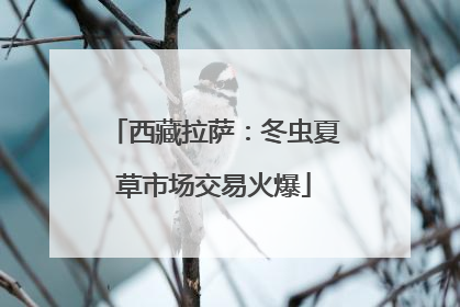 西藏拉萨：冬虫夏草市场交易火爆
