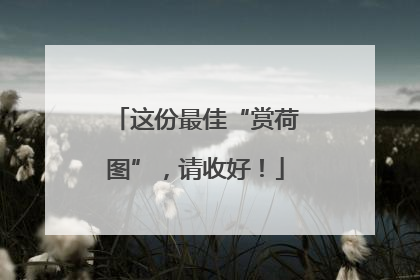 这份最佳“赏荷图”，请收好！
