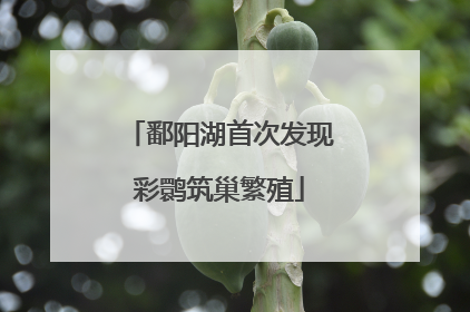 鄱阳湖首次发现彩鹮筑巢繁殖