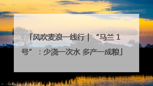 风吹麦浪一线行｜“马兰 1 号”：少浇一次水 多产一成粮